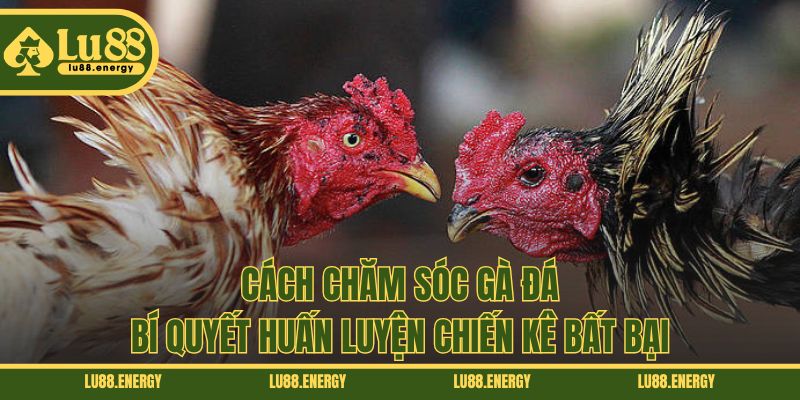 Cách Chăm Sóc Gà Đá - Bí Quyết Huấn Luyện Chiến Kê Bất Bại