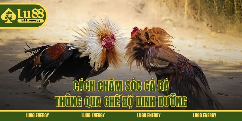 Cách chăm sóc gà đá thông qua chế độ dinh dưỡng