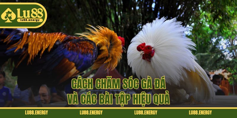 Cách chăm sóc gà đá và các bài tập hiệu quả
