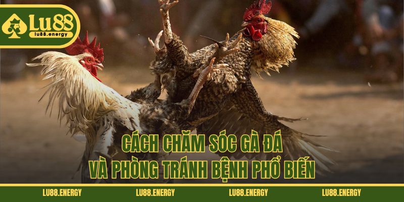 Cách chăm sóc gà đá và phòng tránh bệnh phổ biến