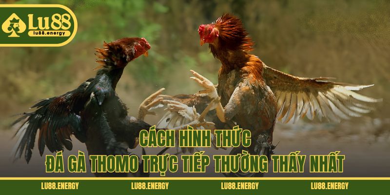 Cách hình thức đá gà Thomo trực tiếp thường thấy nhất
