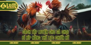 Cách Tập Luyện Cho Gà Chọi - Bí Kíp Nâng Thể Lực Chiến Kê