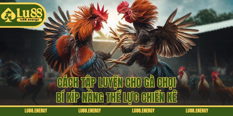 Cách Tập Luyện Cho Gà Chọi - Bí Kíp Nâng Thể Lực Chiến Kê