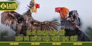 Đá Gà Thomo Trực Tiếp - Theo Dõi Những Trận Chiến Kịch Tính