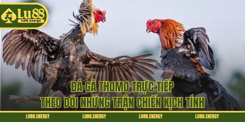 Đá Gà Thomo Trực Tiếp - Theo Dõi Những Trận Chiến Kịch Tính