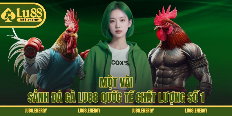 Một vài sảnh đá gà LU88 quốc tế chất lượng số 1