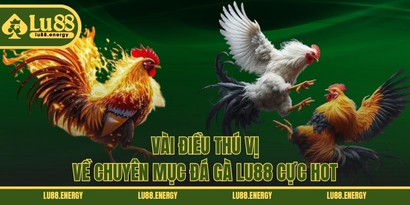 Vài điều thú vị về chuyên mục đá gà LU88 cực hot